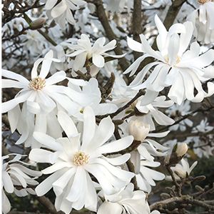 Top 13 Flowering Trees for Small Gardens Magnolia Tree Types, Magnolia Stellata, Japanese Magnolia, Magnolia Tree, Magnolia Blossom, Garden Shrubs, Tree Images, Magnolia Trees, Moon Garden