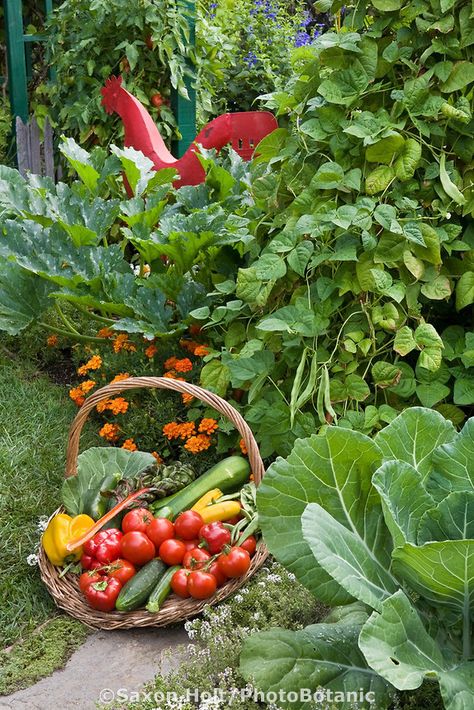 Bountiful harvest basket of organic vegetables in Rosalind Creasy small space edible landscaping garden border Vegetable Harvest Basket, Sick Plants, Plants Meaning, Garden Library, Veg Patch, Proverbs 20, Organic Market, Harvest Basket, Garden Border