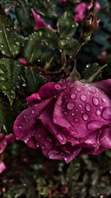 Flower Under Glass Wallpaper, Tree With Red Flowers, Keywords Aesthetic, Rose Day Quotes, Japan Wallpaper, Wet Flowers, Glass Wallpaper, Japan Flower, Cherry Blossom Wallpaper