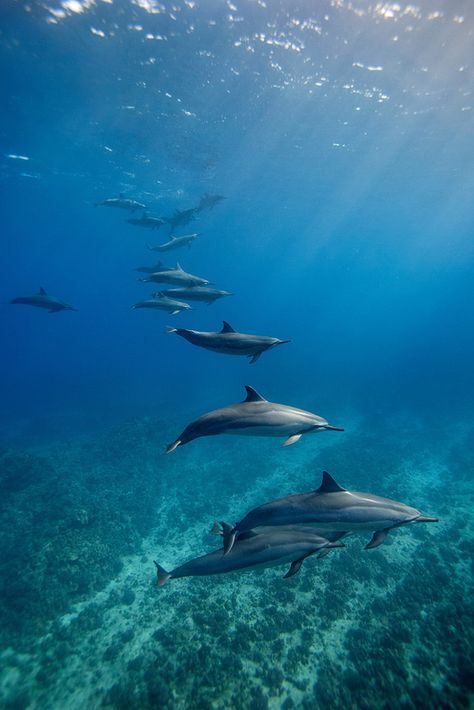 Spinner Dolphins - Kona, Hawaii | by James R.D. Scott Spinner Dolphin, Beautiful Dolphins, Dolphins Swimming, Creature Marine, Sea Mammal, Fauna Marina, Ocean Underwater, Linden Tree, Life Under The Sea