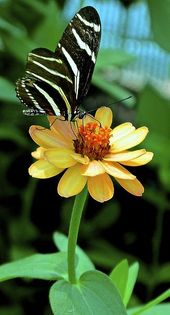 Beautiful Butterfly Images, Photo Butterfly, Zebra Butterfly, Butterfly Image, Rainbow Butterflies, Beautiful Butterfly Photography, Butterfly Quotes, Flying Flowers, Butterfly Images