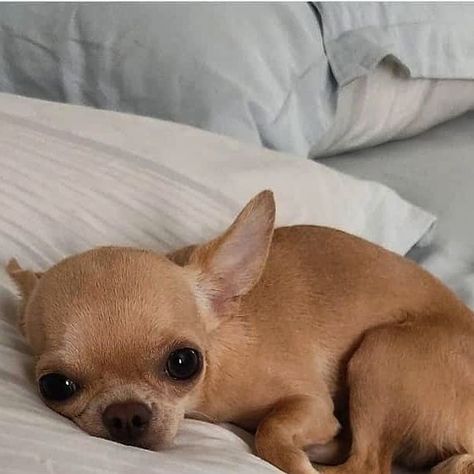 Chihuahua on Instagram: "❤️" Chiuaua Dog Aesthetic, Chihuahua Puppies Aesthetic, Chiuahaha Cute, Chiuaua Dog, Chihuahua Aesthetic, Chiwawa Puppies, Cute Chihuahuas, Brown Chihuahua, Dogs Chihuahua