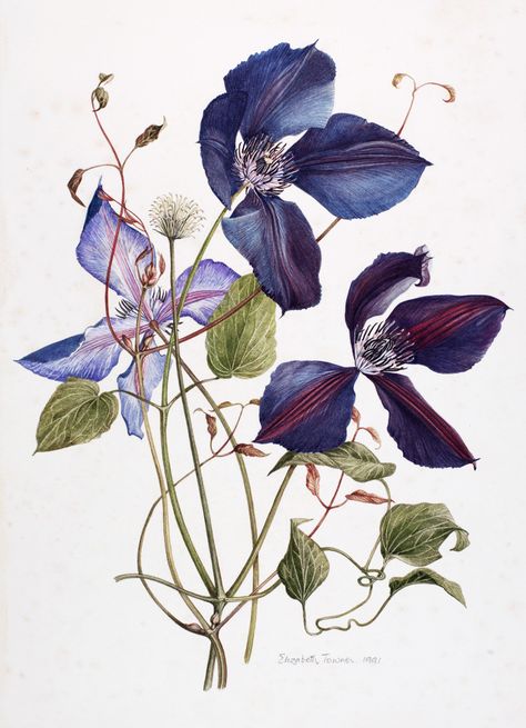 Watercolour and graphite on paper, Towner; Elizabeth (Artist) (1934- 1995) 63549-1001 Clematis Flower Tattoo, Clematis Bouquet, Delphinium Bouquet, Coral Painting, Clematis Flower, Watercolor Flower Art, Botanical Illustrations, 수채화 그림, Watercolor Flowers Paintings