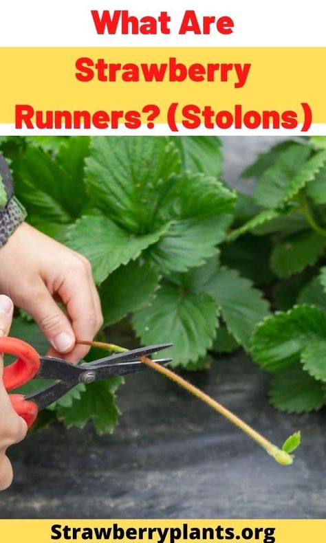 What Are Strawberry Runners? (Stolons) Strawberry Plants Ideas, Strawberry Plant Runners, Grafting Trees, Potted Plant Landscaping, Strawberry Growing, Growing Strawberries In Containers, Strawberry Runners, Garden 101, Veggies Garden