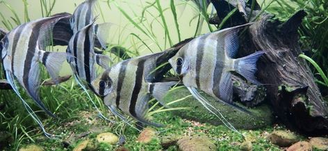 Angelfish are some of the most popular fish in the hobby because of their unique shape. Here are some of our recommended spots for buying them online! Angelfish Aquarium, Fish List, Wet Spot, Live Fish, Healthy Fish, Angel Fish, Freshwater Aquarium, Tropical Fish, Aquarium Fish