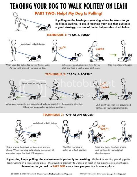 Malinois Training, Loose Leash Walking, Fu Dog, Dog Info, Dog Hacks, Dog Care Tips, Training Your Puppy, Dog Obedience, Dog Training Obedience