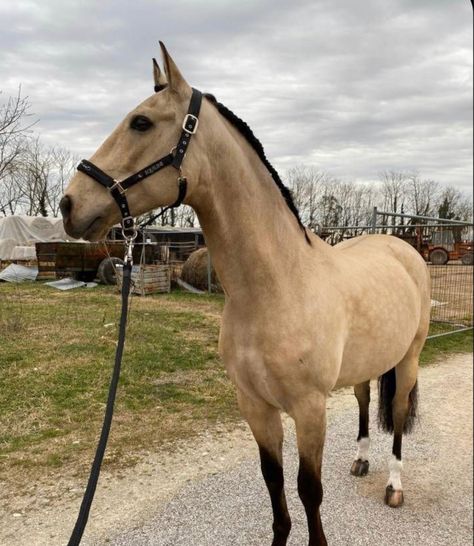 Buckskin Horses, Buckskin Horse, All About Horses, Equestrian Life, All About Animals, Horse Life, Horse Coloring, Pretty Horses, Horse Photography