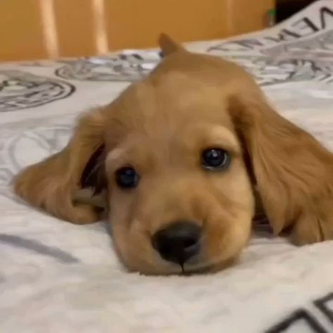 Dog Barking Video, Dogs Barking, Dog Barking, The Cutest, Golden Retriever, So Cute, On Instagram, Instagram