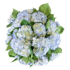 Wholesale Flowers in Bulk - Sam's Club Hydrangeas Blue, Wilted Flowers, Flowers Last Longer, Hydrangea Painting, Garden Shears, Flowers Gifts, Members Mark, Flower Care, Flower Food