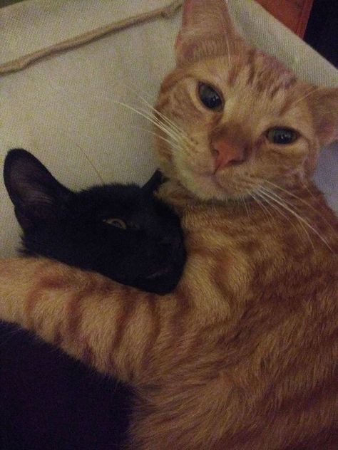 Black And Orange Cat Duo, Black And Orange Cat, Cat Duo, Wallpaper Gatos, Orange Kittens, Cat Couple, Cat Cuddle, 2 Cats, Silly Cats Pictures