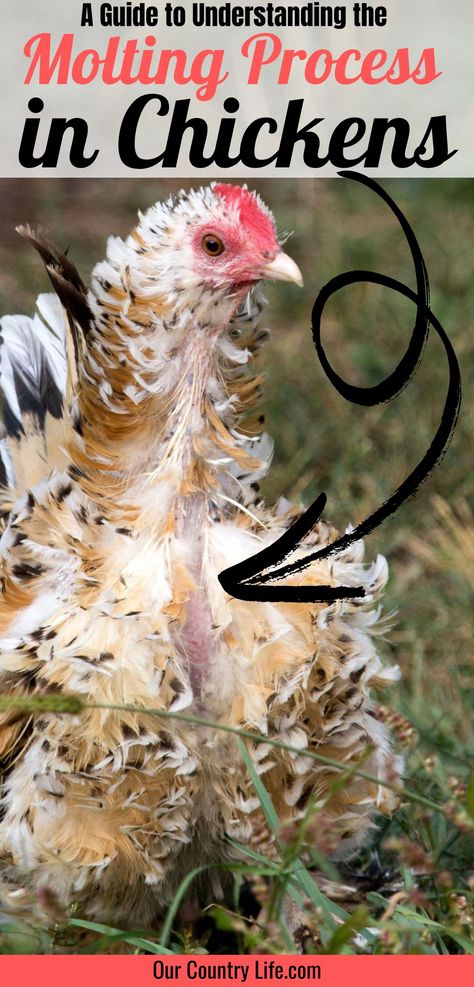 A Guide to Understanding the Molting Process in Chickens – Our Country Life Molting Chickens, Country Living Decor, Chicken Shed, Chicken Protein, Chicken Owner, Chicken Health, Extra Protein, Laying Hens, Egg Production