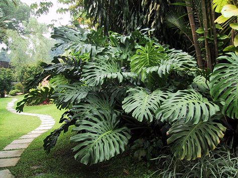 openhouse-magazine-my-favourite-plant-monstera-deliciosa 4 Balinese Garden, Tropical Garden Design, Philodendron Monstera, Cheese Plant, Monstera Plant, Monstera Deliciosa, Tropical Landscaping, Solar Lights Garden, Lush Garden