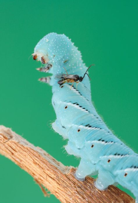 Insect Warrior, Blue Caterpillar, Insect Creature, Colors In Nature, Pictures Of Insects, Integrated Pest Management, Things In Nature, Insect Photography, Wild Photography