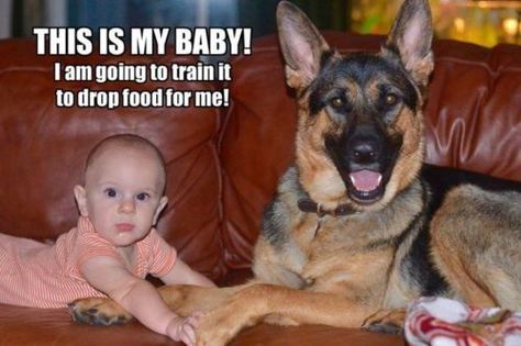 Hee hee! Funniest Animal Videos, Sable German Shepherd, German Shepherd Funny, Funny Dog Memes, Funny Dog Pictures, Funny Animal Jokes, Cute Funny Dogs, Funny Animal Memes, Animal Videos