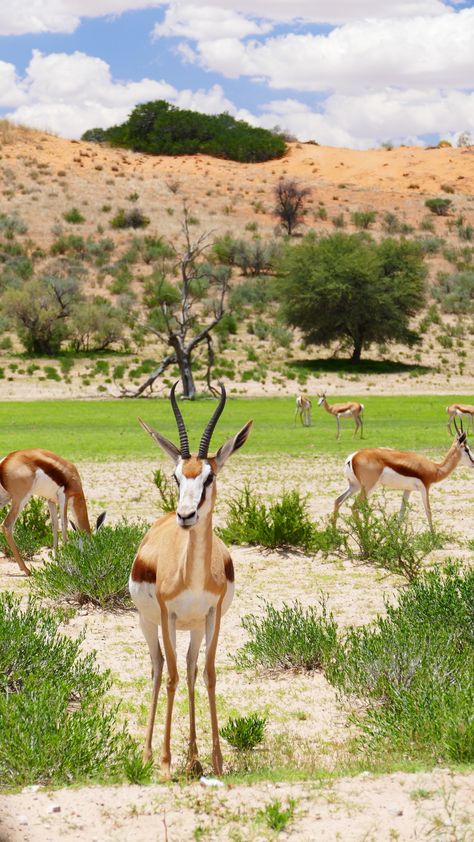 Zoologist Career, African Animals Photography, Antelope Hunting, Namibia Travel, Deer Photos, Africa Animals, Guest Houses, Cheap Flight, Cheap Flight Tickets