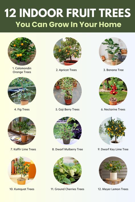 Here are 12 indoor fruit trees Indoor Fruit Trees, Key Lime Tree, Kumquat Tree, Plant Inspiration, Meyer Lemon Tree, Apricot Tree, Mulberry Tree, Banana Tree, Growing Fruit