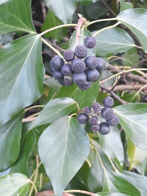 Joan Barry on Twitter: "No shortage of Ivy berries for the birds by the banks of the river Shannon #wildflowerhour… " Pigeon Berry Plant, Privet Berry, Ivy Berries, Northern Bayberry, Forest Berries, Seed Pods, Ivy, Grapes, Wild Flowers