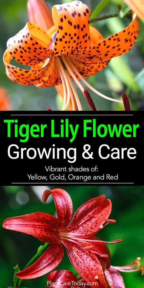 The tiger lily flower in vibrant shades yellow, gold, orange and red, hardy, produces vast numbers of flowers (up to 12 per stem) - Growing Tiger Lillies Flowers, Tiger Lilies Flowers, Tiger Lily Plant, Pergola Fence, Lilly Plants, Tiger Lily Flowers, Deck Sunroom, Growing Lilies, Sunroom Patio