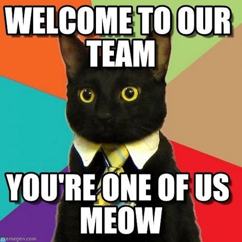 Business Cat Meme, Fun Icebreaker Games, Welcome To Our Team, Feeling Unimportant, Business Cat, Fun Icebreakers, Welcome To The Team, Welcome To The Group, New Employee