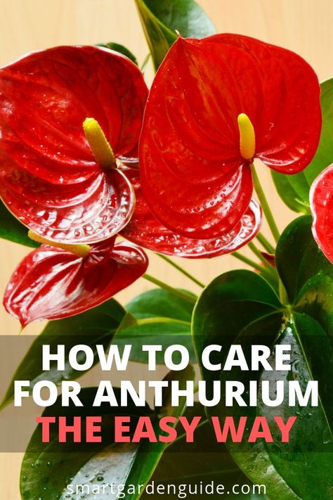 Flower Care Tips, Anthurium Care, Flamingo Plant, Anthurium Plant, Easy House Plants, Anthurium Flower, Flamingo Flower, Plant Care Houseplant, Inside Plants