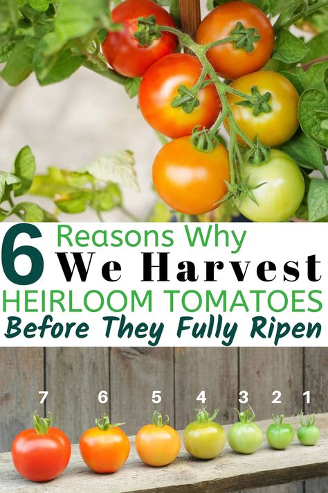 Are you waiting until your heirloom tomatoes are fully ripened to pick? From avoiding splitting to critter theft, there are many benefits to picking them earlier. Discover the best stage to harvest heirloom tomatoes and when they're ready to eat | umbelorganics.com #heirloomtomatoes #organicgardening #vegetablegarden #growtomatoes #growyourown How To Grow Heirloom Tomatoes, When To Pick Tomatoes From Garden, When To Harvest Tomatoes, When To Pick Tomatoes, Tomatoes Plant, Heirloom Tomato Plants, Planting Seed, Tomato Planting, Gardening Knowledge