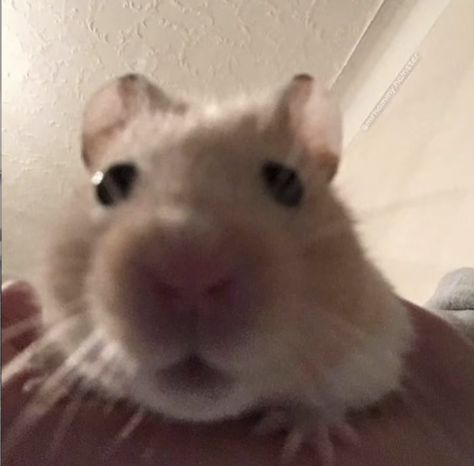 Hamster Pics, Funny Hamsters, A Hamster, Cute Small Animals, Cute Rats, Funny Animal Photos, Silly Cats Pictures, Alien Stage, Cute Hamsters