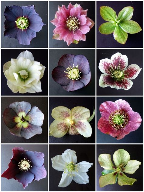 Lenten Rose, Christmas Rose, Deco Floral, Shade Plants, Types Of Flowers, Blooming Flowers, Shade Garden, Winter Garden, Garden Styles