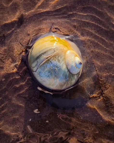 Moon snail still in shell Moon Snail, Beach Finds, Sealife, Marine Life, More Photos, Sea Glass, Shells, Moon, Books