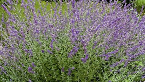 Landscaping With Russian Sage, Russian Sage And Roses, How To Prune Russian Sage, Russian Sage In Garden, Companion Plants For Russian Sage, Yarrow Plant, Dianthus Barbatus, Russian Sage, Sage Plant