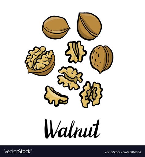 Walnuts Illustration, Walnut Illustration, Walnut Drawing, Illustration Reference, Paint Vector, Brain Art, Walnut Tree, Watercolor Tulips, Plant Vector