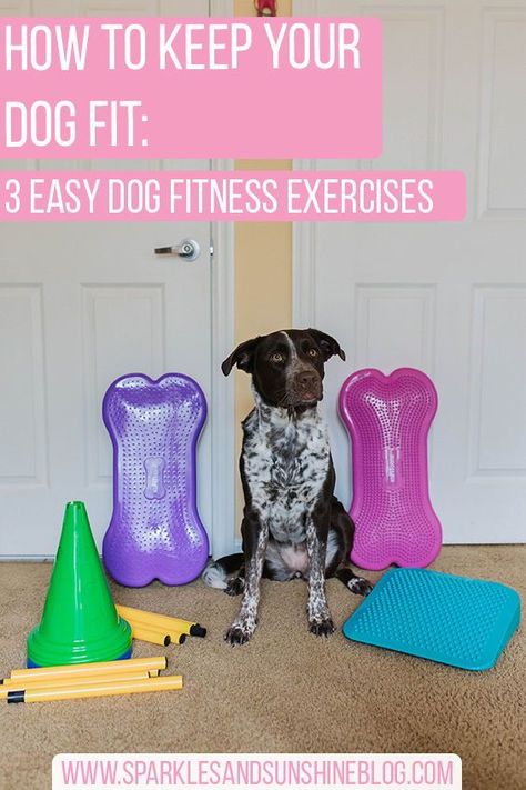 Dog Muscle Building, Body Awareness Activities, Canine Fitness, Dog Agility Training, Dog Fitness, Dock Diving, Felt Tutorial, Ways To Exercise, Dog Agility Course