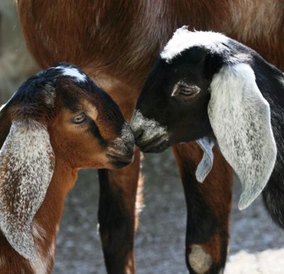 Anglo Nubian Goats, Nubian Goats, Indianapolis Zoo, Nubian Goat, Goat Kidding, Baby Goat, Cute Goats, Dairy Goats, Goat Farming