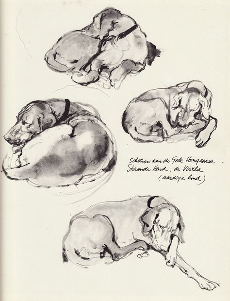 Let sleeping dogs lie Hungarian Vizsla Drawing, Dog Lying Down, Dog Lying Down Drawing, Sleeping Dog Tattoo, Dog Laying Down, Dog Sleeping Illustration, Dog Laying Down Drawing, Dog Sleeping Drawing, Dog Lying On Back