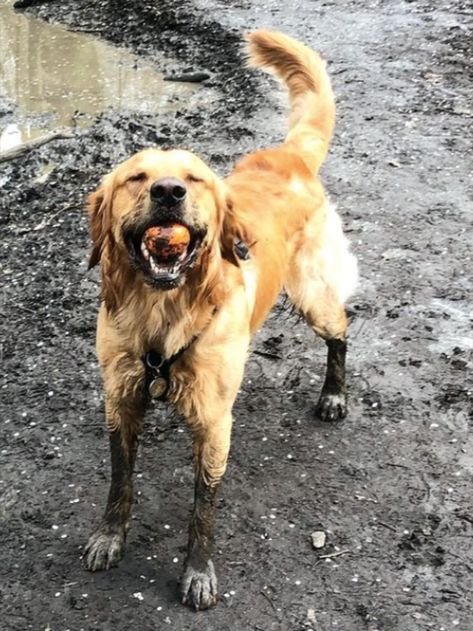 Muddy Golden Retriever, Country Dog Aesthetic, Country Golden Retriever, Muddy Aesthetic, Country Dog, Country Walks, Muddy Dog, Inktober 2024, Farm Dogs