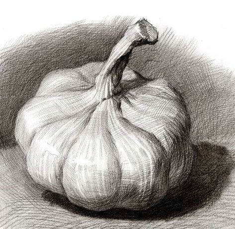 Pencil Hatching Sketch, Garlic Sketch, Garlic Drawing, Cross Hatching Drawing, Hatching Drawing, Hatch Drawing, Still Life Sketch, Vegetable Drawing, Life Sketch