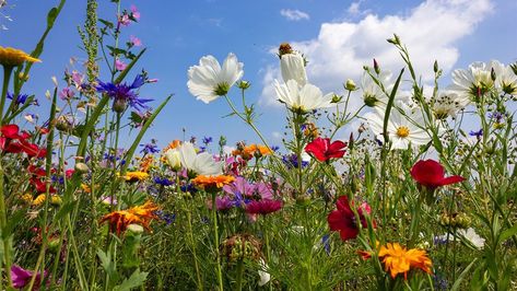 Meadowscaping Front Yard, Garden Meadow, Land Clearing, Lawn Alternatives, Plant Zones, Meadow Garden, Backyard Landscape, Root System, Traditional Garden