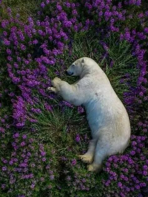 Arctic Flowers, Photo Ours, Polar Bear Drawing, Bear With Flowers, Polar Bear Illustration, The Abominable Snowman, Save The Polar Bears, Collage Prints, Wild Photography