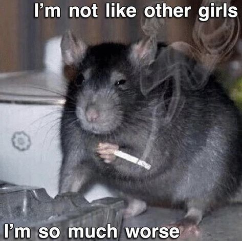 Rattus Rattus, Funny Rats, A Rat, Cute Rats, Rat Terriers, Pet Rats, Funny Animal Pictures, Animal Memes, Reaction Pictures