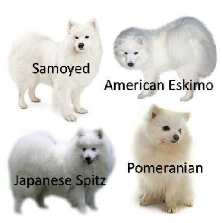 Spitz Dog Breeds, Japanese Spitz Puppy, Japanese Spitz Dog, Spitz Breeds, Spitz Dog, Spitz Dogs, Japanese Spitz, Samoyed Dogs, Pretty Dogs