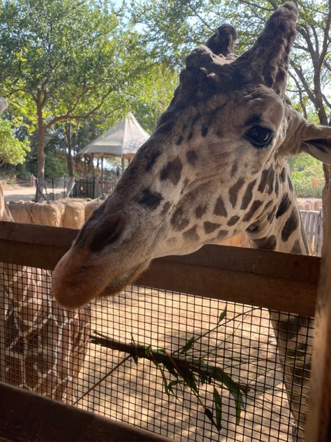 Cool Birds, Zoo Giraffe, Dallas Zoo, Exotic Mammals, Animal Tumblr, Best Friend Match, Mountain Pictures, Cute Picture, Lovers Day