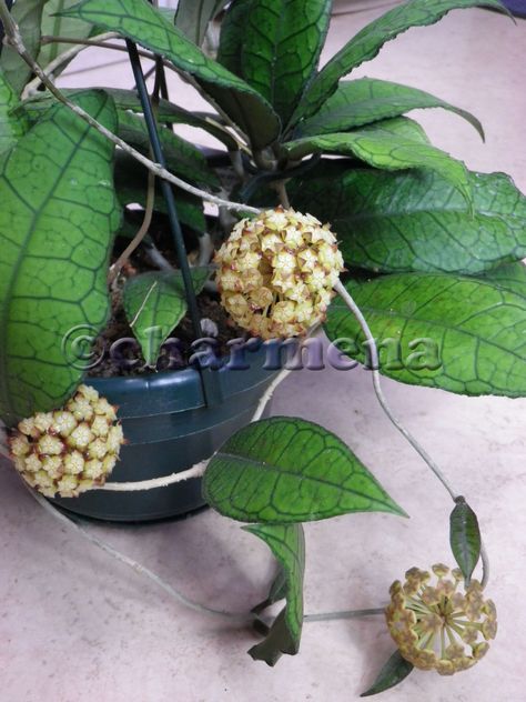 Hoya callistophylla Hoya Callistophylla, Hoya Plant, Pretty House, Planting Succulents, Planting, House Plants, Plants