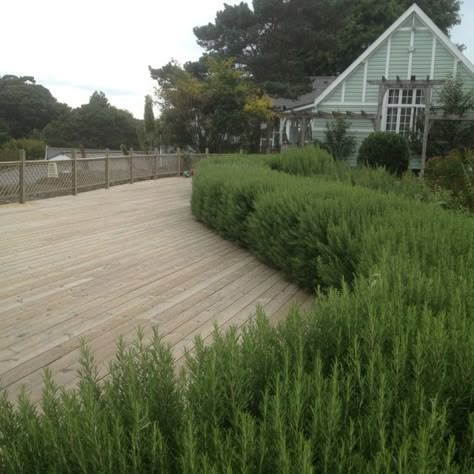 Rosemary hedge used as backdrop to timber decking. Botanical gardens, Isle of Wight. Tuscan Blue Rosemary Hedge, Rosemary Hedge, Rosemary Garden, Rosemary Tree, Easy Backyard Diy, Tattoo Plant, Garden Hedges, Tuscan Garden, Backyard Playhouse