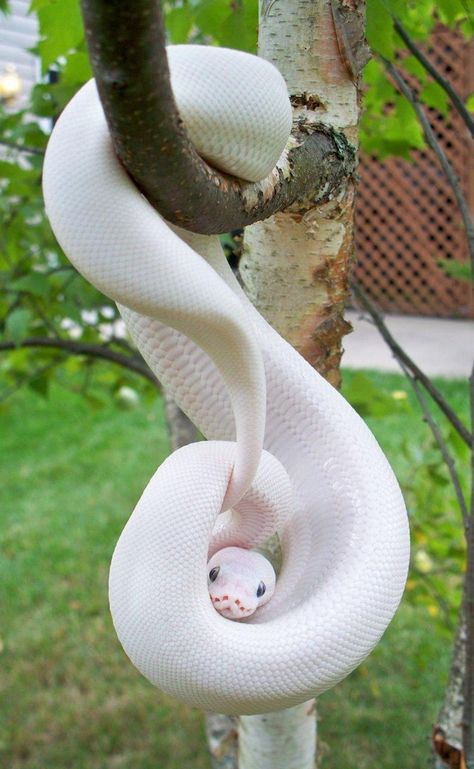 Albino Animal Pictures | Photo Gallery of Cute Leucistic Animals (Page 2) Rare Albino Animals, Pretty Snakes, Animals Crossing, Albino Animals, Cute Reptiles, Cute Snake, Pet Snake, Beautiful Snakes, White Snake