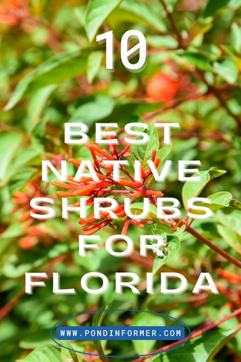 Check out these vibrant native shrubs that will add robustness and beauty to your outdoor space—perfect for Florida gardens. #FloridaGardens #NativeShrubs #FloridanFlora Shade Garden Florida, Florida Landscaping Ideas Front Yards Native Plants, Firebush Plant Florida, English Garden In Florida, Florida Native Garden, Seawall Landscaping, Florida Native Plants Landscapes, Florida Native Landscaping, Florida Garden Ideas