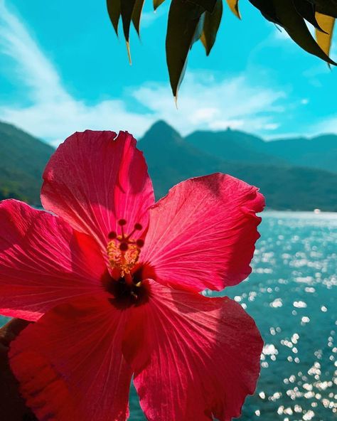 Island Asethic, Hibiscus Flower Aesthetic, Hibiscus Aesthetic, Island Flowers, Hawaii Flowers, Beach Wall Collage, Beach Flowers, Shotting Photo, Nothing But Flowers