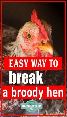 What Can Chickens Eat, Silkie Hen, Broody Hen, Hen Coop, Meat Rabbits, Backyard Chicken Farming, Chicken Health, Chicken Eating, Raising Backyard Chickens