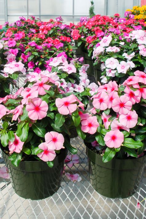 How To Grow Vinca - A Drought & Heat Resistant Flowering Annual Vinca Ground Cover, Outdoor Landscaping Ideas Front Yard, Vinca Flowers, Heat Tolerant Flowers, Pecan Trees, Landscape Ideas Front Yard Curb Appeal, Front Flower Beds, Lake Garden, Potted Plants Outdoor