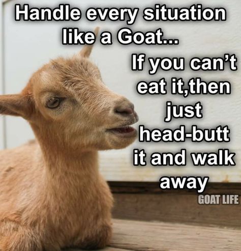 Goat Quotes, Goat Quote, Livestock Quotes, Farm Jokes, Funny Goat, Goats Funny, Corny Jokes, Seriously Funny, Funny Animal Jokes