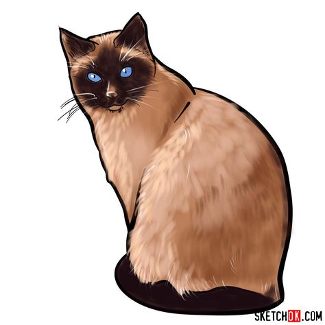 How to draw the Siamese cat Siamese Drawing, Siamese Cat Drawing, Draw Cats, Easy Drawing Guides, Tonkinese Cat, Cat Outline, Painting Instructions, Burmese Cat, Drawing Guides