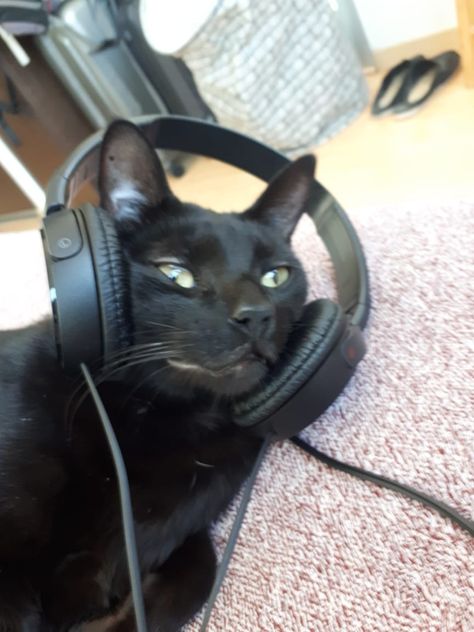 Black Cat Listening To Music, Cat With Headphones Aesthetic, Black Cat With Headphones, Headphones Aesthetic Wallpaper, Black Cat Headphones, With Headphones Aesthetic, Cat Wearing Headphones, Cat With Headphones, Fluffy Black Cat